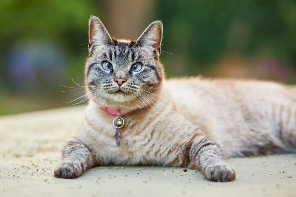 Discovering the Lynx Point Siamese: A Unique Blend of Beauty and Personality